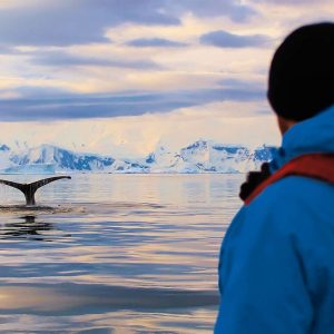 Hanseatic Inspiration - Walbeobachtung