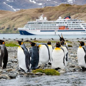 Hanseatic Nature - aussen 03 - Königspinguine
